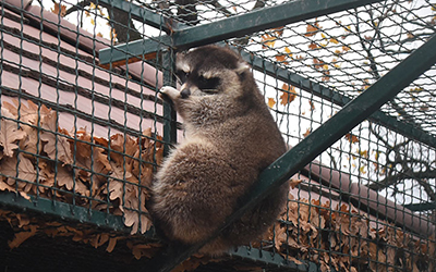 narodni muzej zajecar 03