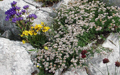 narodni muzej zajecar 03